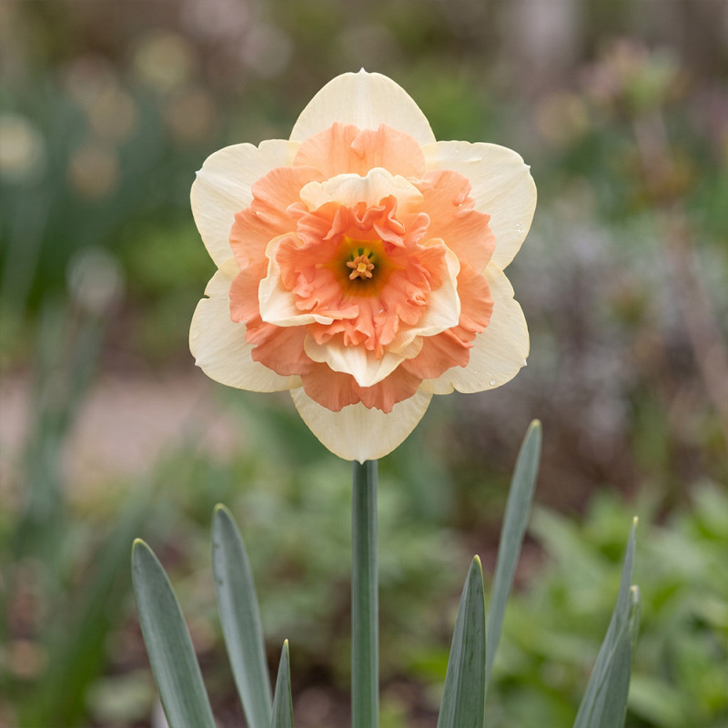 Bulbi Narcise Vanilla Peach 12/14 (Coroană Piersică-Vanilie, Olanda)