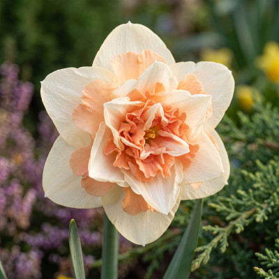 Narcise "Peach Cobbler" 3 Bulbi - Bulbshop