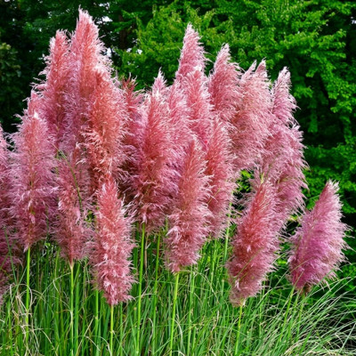 Iarba de Pampas Roz Selloana Rosea Ghiveci 2L | BulbShop.ro
