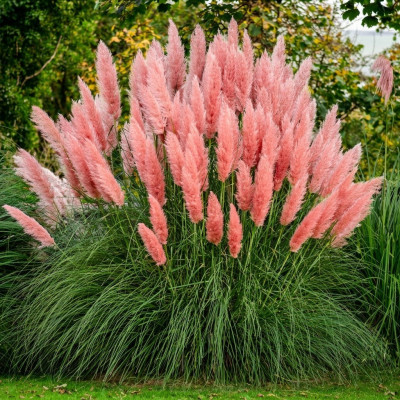Iarba de Pampas "Cortaderia Pink" Ghiveci 2L - Bulbshop