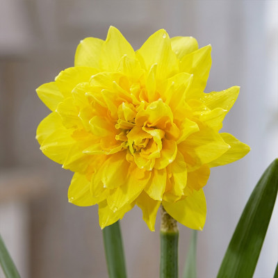 Bulbi de Narcise Miniaturale "Tete Deluxe" | BulbShop.ro