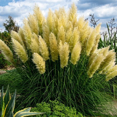 Iarba de Pampas Green Sun Ghiveci 2L An 2-3 | BulbShop.ro