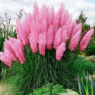 Iarba de Pampas "Cortaderia Roz" Ghiveci 2L - Bulbshop