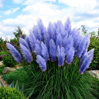 Iarba de Pampas "Full Sun Blue" Ghiveci 2L - Bulbshop