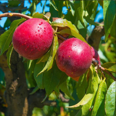 Nectarin "Flavotrop" - Pom Fructifer Premium - Anul 3