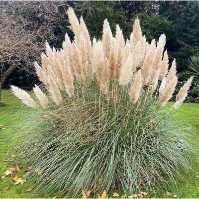 Iarba de Pampas "Silver" Ghiveci 2L - Bulbshop