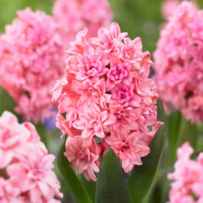 Zambile Parfumate Bulbi "Spring Beauty" Gradina sau Ghiveci