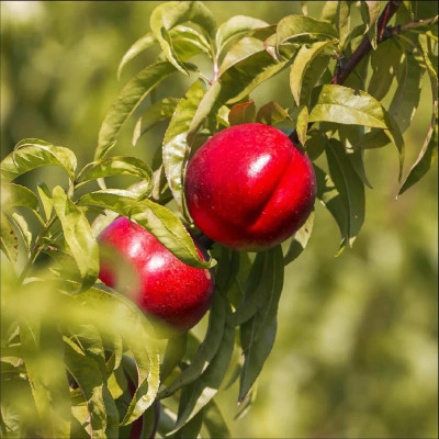 Nectarin "Gold" - Pom Fructifer Premium - Anul 3 - Bulbshop