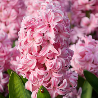 Bulbi Zambile "Pink Pearl" 2 buc | BulbShop.ro