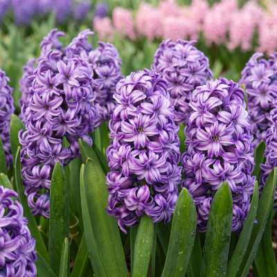Bulbi Zambile "Lily Purple" 2 buc | BulbShop.ro