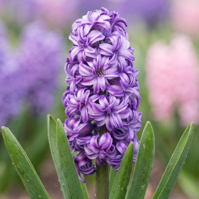 Bulbi Zambile "Lily Purple" 2 buc | BulbShop.ro