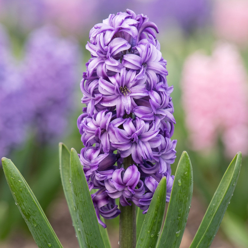 Bulbi Zambile "Lily Purple" 2 buc | BulbShop.ro