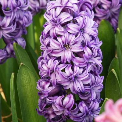 Bulbi Zambile "Lily Purple" 2 buc | BulbShop.ro