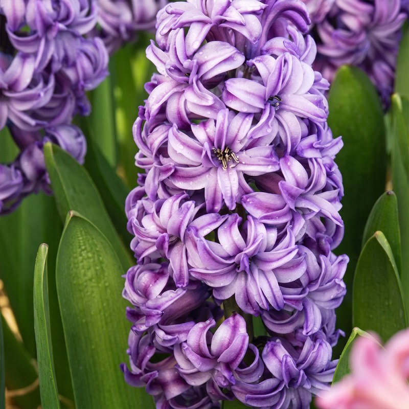 Bulbi Zambile "Lily Purple" 2 buc | BulbShop.ro