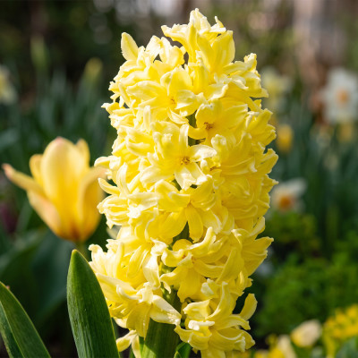 Bulbi Zambile "Yellow Queen" 2 buc | BulbShop.ro