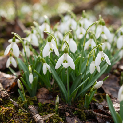 Bulbi Ghiocei de Vara Leucojum Avestium 5 buc | BulbShop.ro