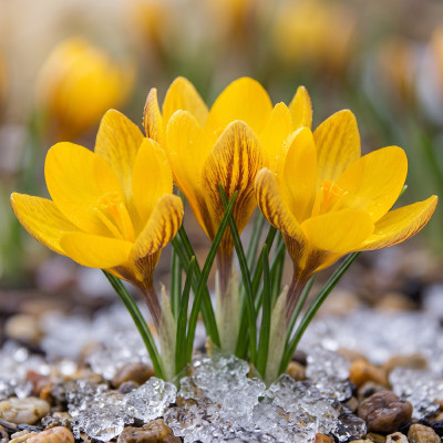 Bulbi Branduse Primavara Crocus Fuscotinctus 5 buc