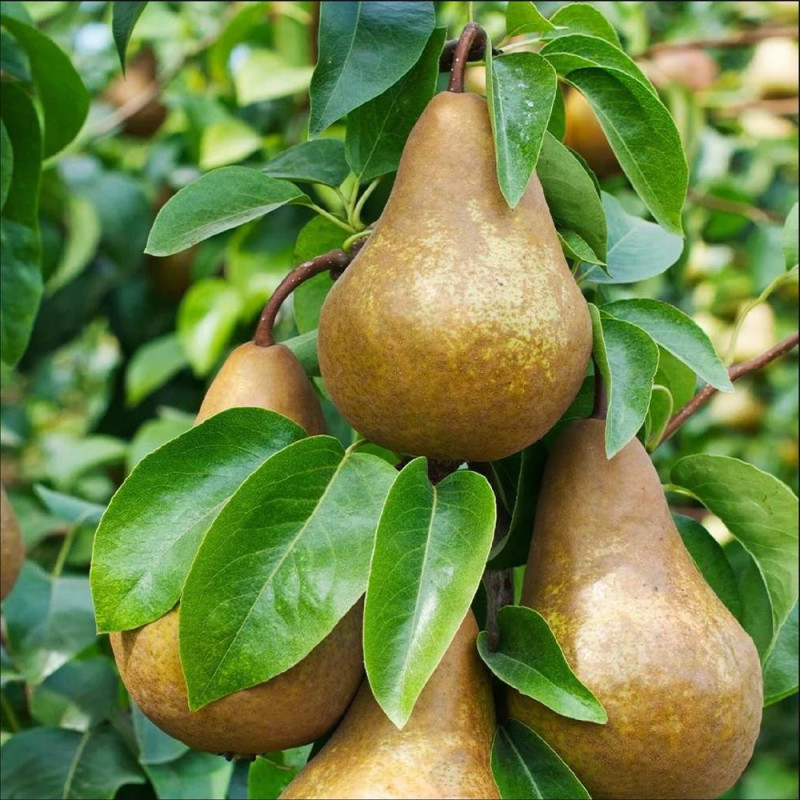 Par Untoasa Bosc - Pom Fructifer Anul 3 - Bulbshop