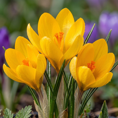 Bulbi Branduse Primavara Crocus Dorothy 5 buc