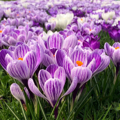 Bulbi Branduse Primavara Crocus King of the Striped 5 buc | BulbShop.ro
