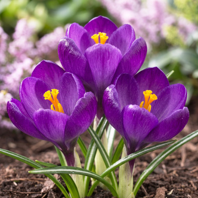 Branduse Primavara Crocus "Record" 5 Bulbi/Pachet
