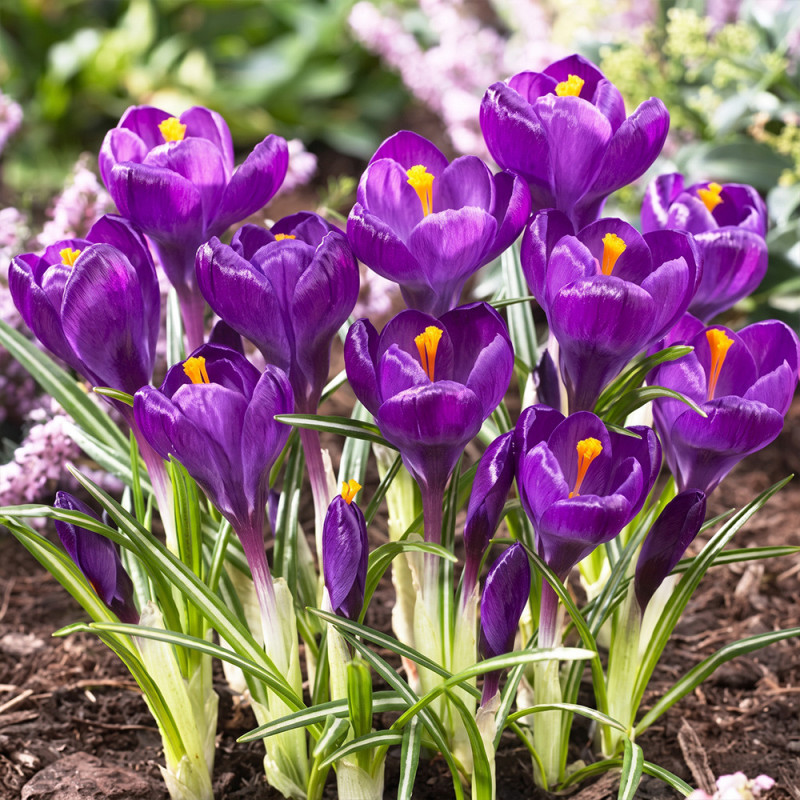 Branduse Primavara Crocus "Record" 5 Bulbi/Pachet