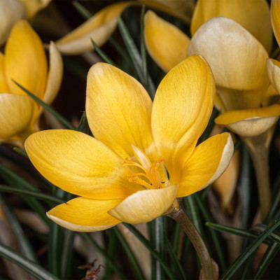 Branduse Primavara Crocus "Golden" 5 Bulbi/Pachet