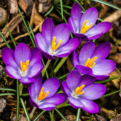 Bulbi Branduse Primavara Crocus Vernus Violet 5 buc