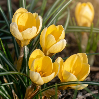 Bulbi Branduse Primavara Crocus Soft Gold 5 buc