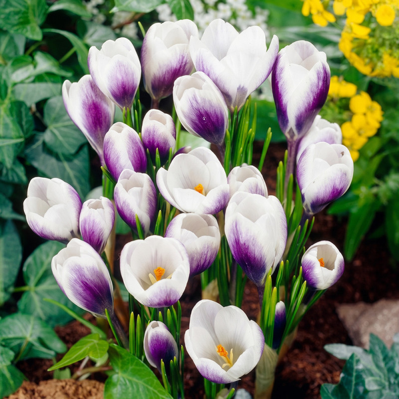 Bulbi Branduse Primavara Crocus Pickwick 5 buc | BulbShop.ro