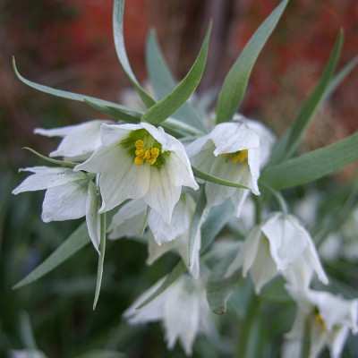 Bulb Fritillaria Bucharica White Opal Alba 1 buc