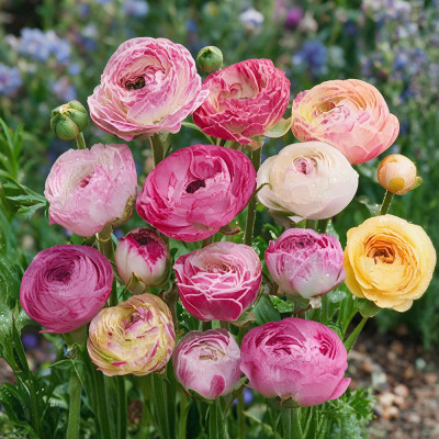 Bulbi Ranunculus Picotee Rose 10 buc