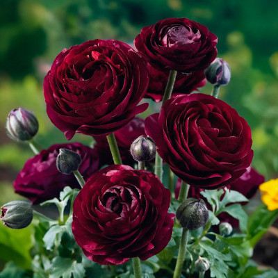 Bulbi Ranunculus Mov Purple 10 buc