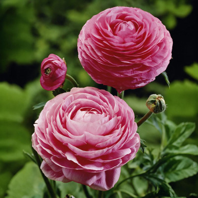 Bulbi Ranunculus Roz Pink 10 buc