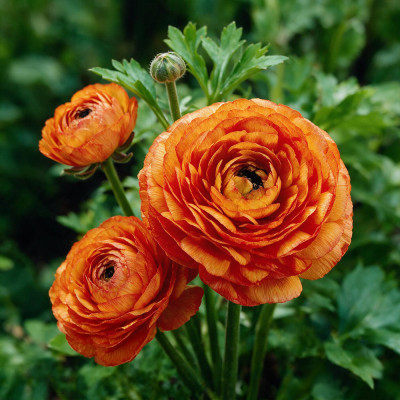 Bulbi Ranunculus Portocalii Orange 10 buc