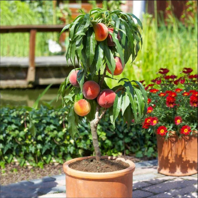 Piersic Pitic "Bonanza" - Pom Fructifer Premium - Anul 3