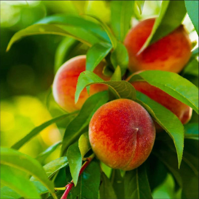 Piersic "Elberta" - Pom Fructifer Premium - An 3 - Bulbshop