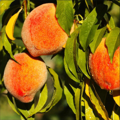 Piersic "Harvester" - Pom Fructifer Premium - Anul 3