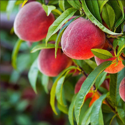 Piersic "Red Heaven" - Pom Fructifer Premium - Anul 3