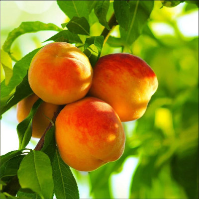Piersic "Reliance" - Pom Fructifer Premium - Anul 3