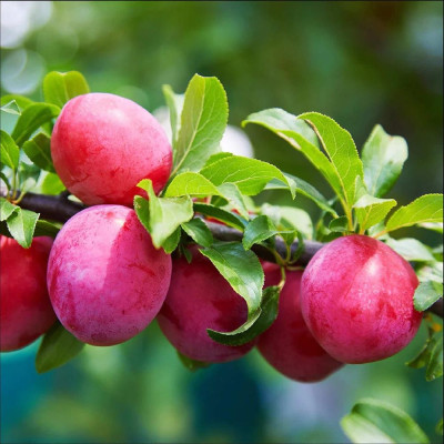 Prun Superior Plum - Pom Fructifer Anul 3 - Bulbshop