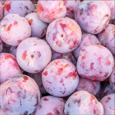 Prun "Dapple Dandy" Pom Fructifer Anul 3 - Bulbshop