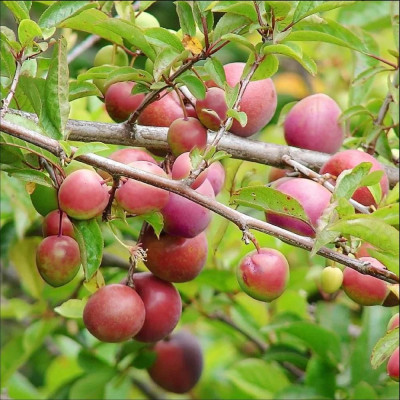 Prun "Methley Rosu" Pom Fructifer Anul 3 - Bulbshop