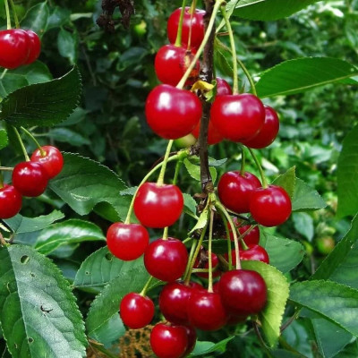 Visin "Montmorency" Pom Fructifer Anul 3 - Bulbshop