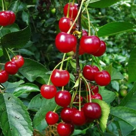 Pom Fructifer Visin Montmorency Anul 3 | BulbShop.ro