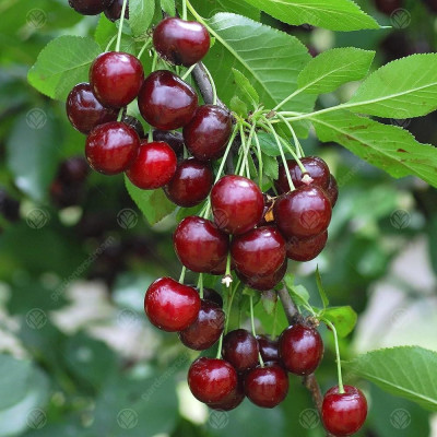Visin "Morello" - Pom Fructifer Anul 3 - Bulbshop
