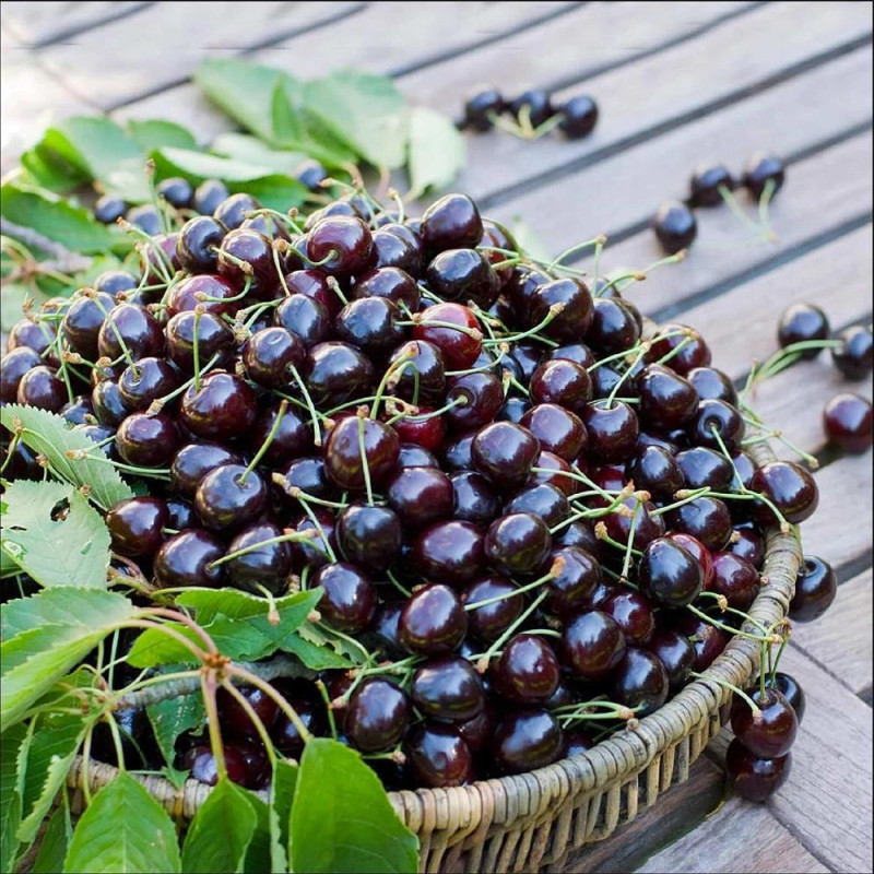 Pom Fructifer Visin Negru Tartarian Anul 3 | BulbShop.ro