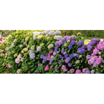 Hortensia la Ghiveci - Planta Ornamentala - Bulbshop