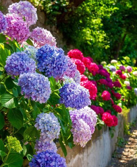 Hortensia Premium la Ghiveci