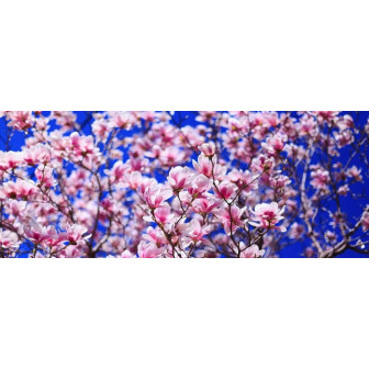 Magnolie la Ghiveci: Magnolii de Vanzare Pret Redus